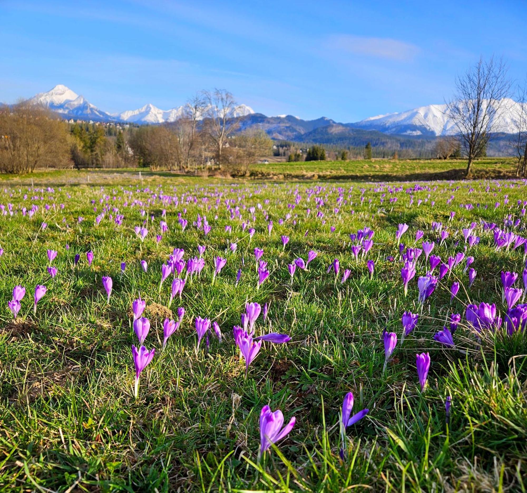 Goralska Chatka 3 Highland Cottage - Jacuzzi, Sauna, Split Ac, Private Parking, Mountains View زاكوباني المظهر الخارجي الصورة